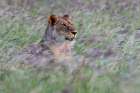 Portrait of a lioness in a field of purple grass Voi-Tsavo-Kenya Art Print